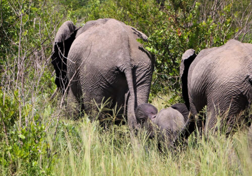 5 Days Rwanda Wildlife Safari Adventure