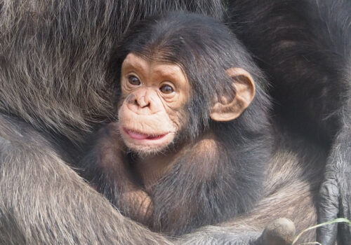 5 Days Tracking Gorillas and Chimpanzees in Rwanda