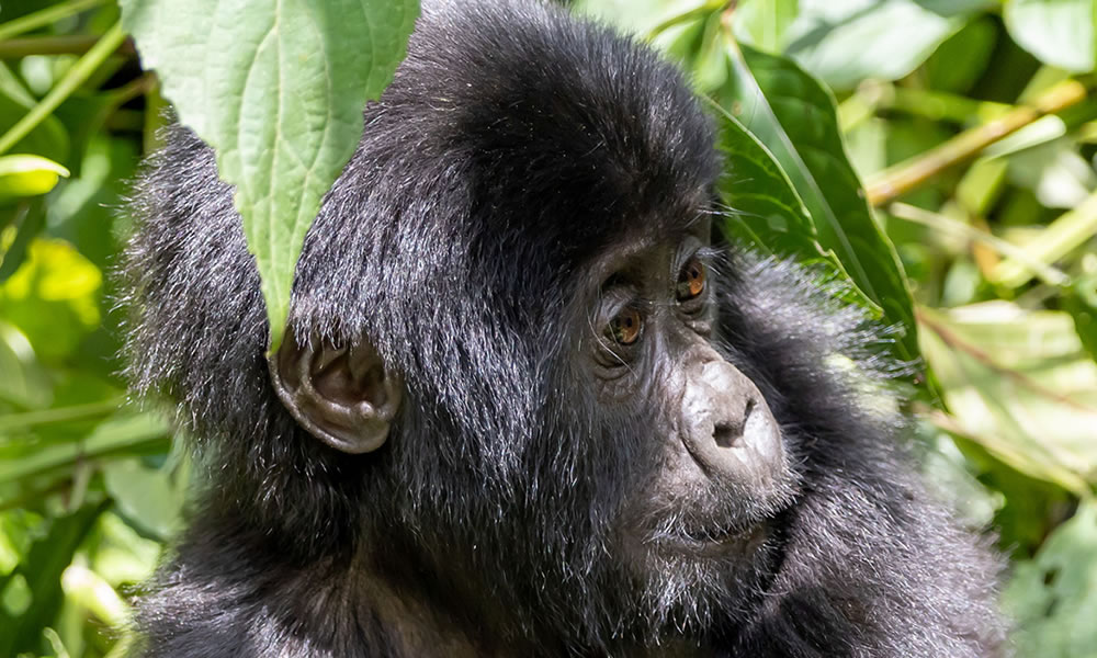 4 Days Double Gorilla Trekking Safari