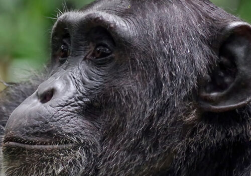 3 Days Chimpanzee Tracking in Nyungwe
