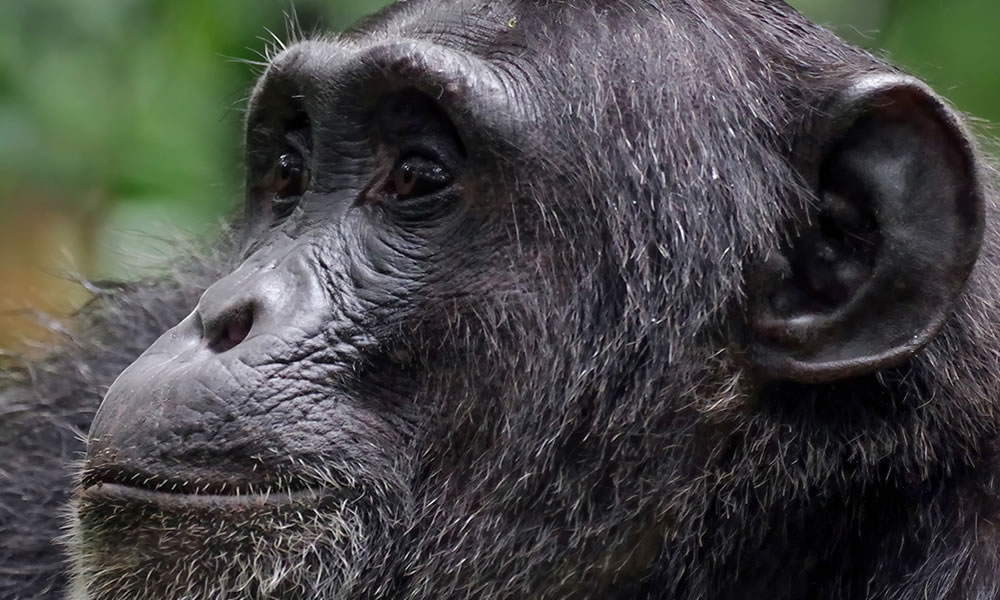 3 Days Chimpanzee Tracking in Nyungwe