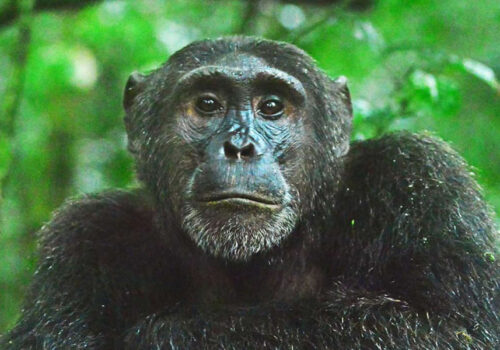 3 Days Chimpanzee Tracking Safari