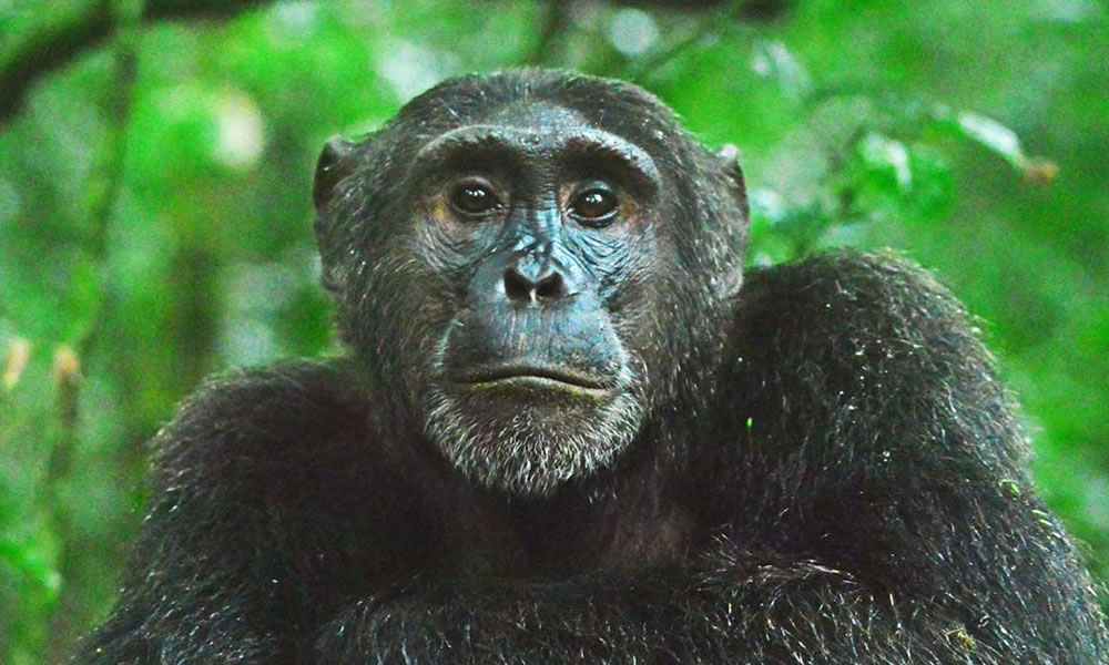 3 Days Chimpanzee Tracking Safari