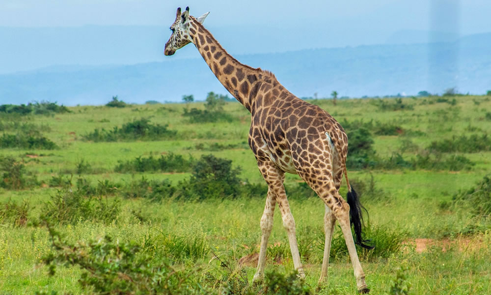 3 Days Murchison Falls National Park Safari