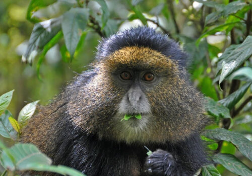 3 Days Golden Monkey Tracking in Rwanda