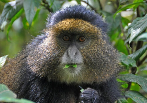 3 Days Golden Monkey Tracking, Gishwati Mukura National Park