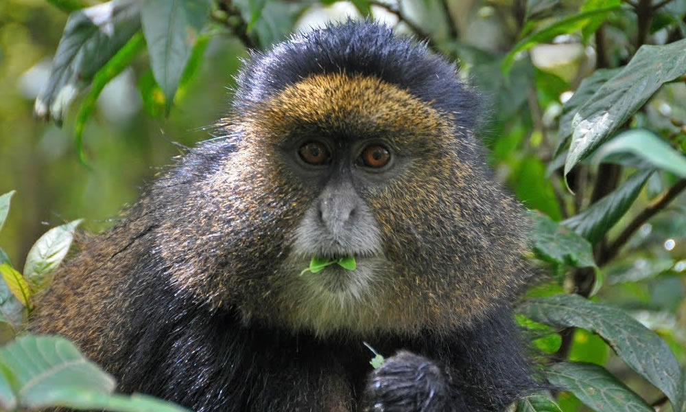 3 Days Golden Monkey Tracking, Gishwati Mukura National Park