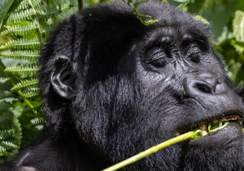 6 Days Uganda Primate Tracking Safari