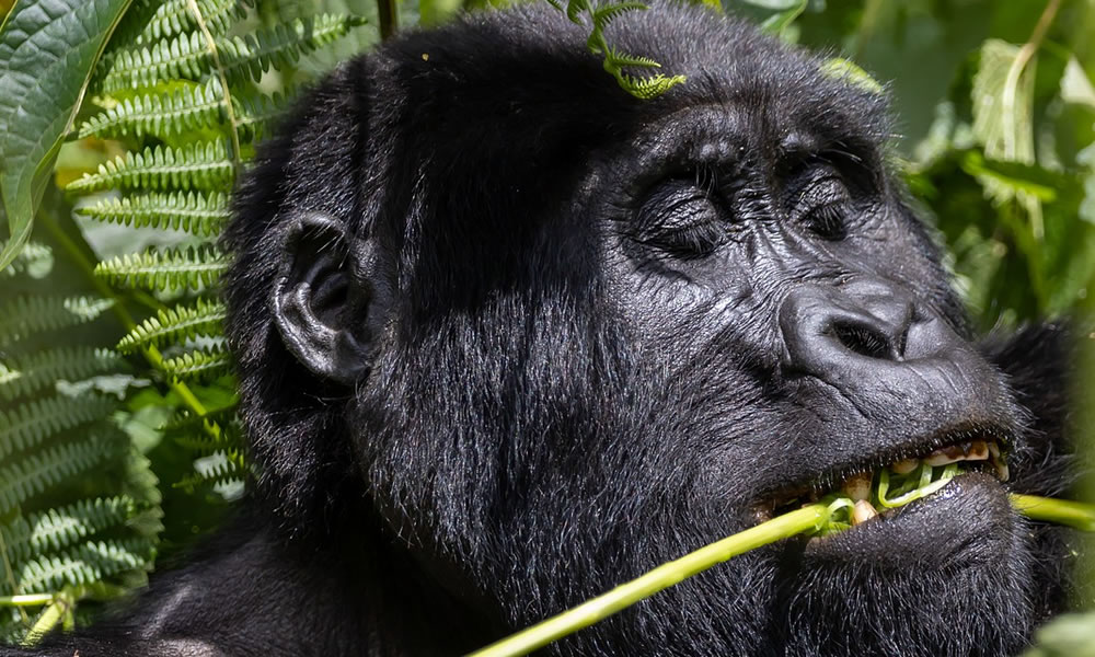 6 Days Uganda Primate Tracking Safari