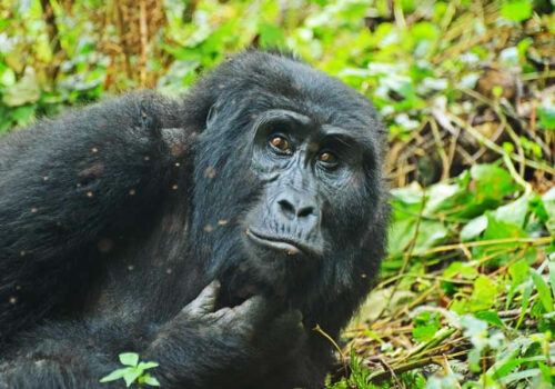 4 Days Rwanda Primate Tracking Safari