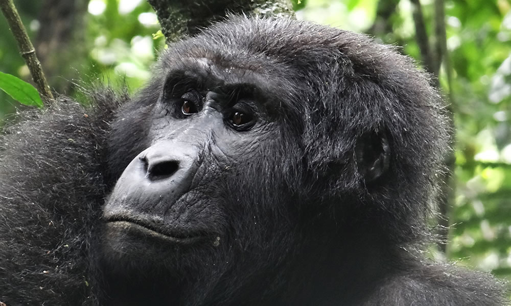 3 Days Gorilla Trekking Safari