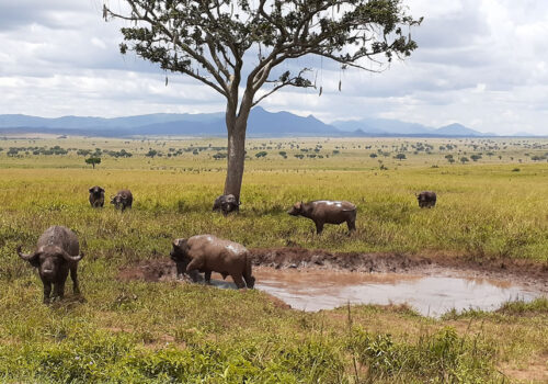 4 Days Uganda Safari to Kidepo Valley National Park