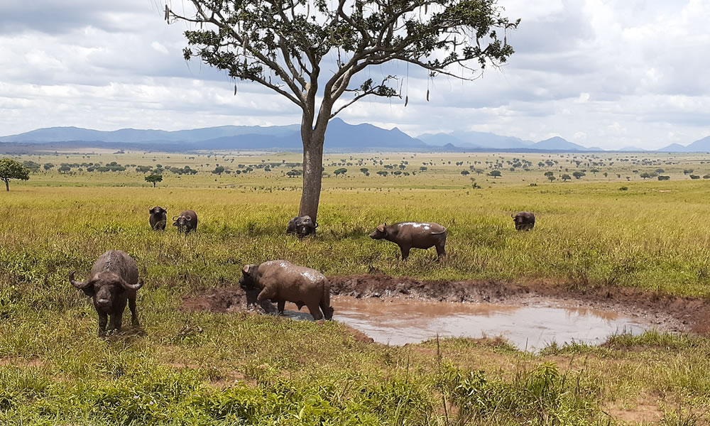 4 Days Uganda Safari to Kidepo Valley National Park