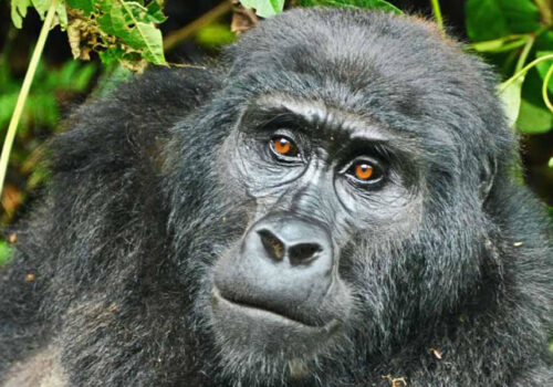 4 Days Double Gorilla Trekking Rwanda Tour