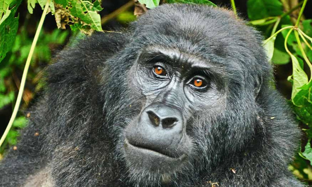 4 Days Double Gorilla Trekking Rwanda Tour