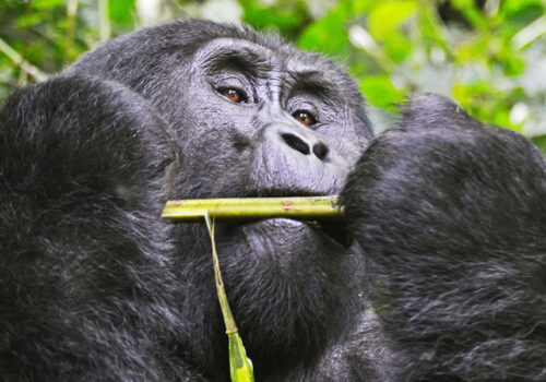 Gorilla Trekking in Bwindi Impenetrable National Park