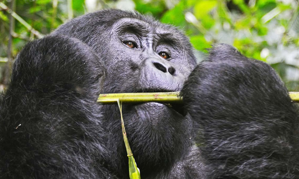 A closer look at a female mountain gorilla while feeding