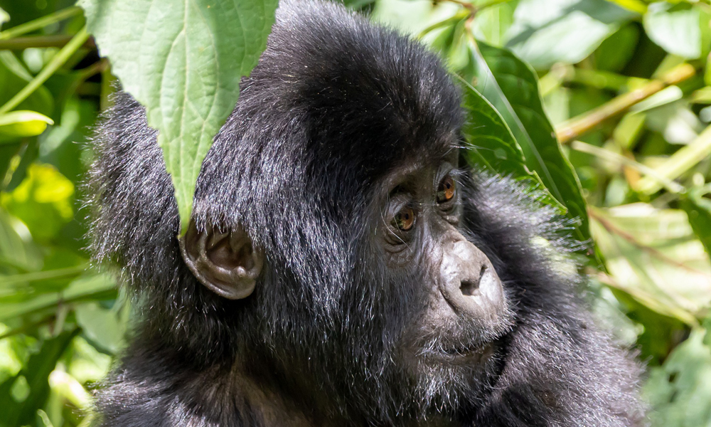 Bwindi Impenetrable National Park