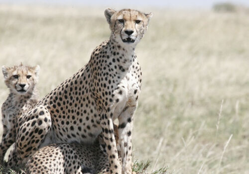 3 Days Tanzania Tour to Serengeti National Park