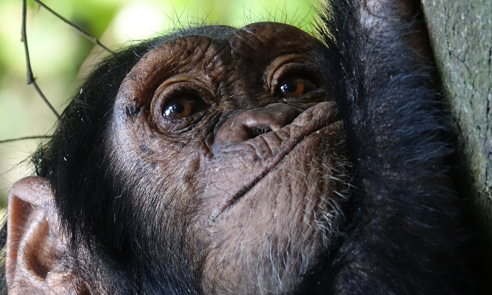 Chimpanzee Tracking in Kyambura Gorge