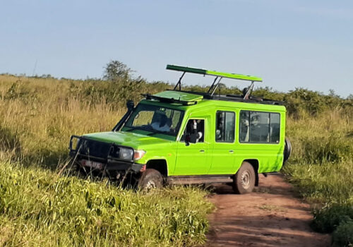 Wildlife Game Drives in Uganda