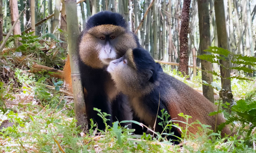 Golden Monkey Tracking in Uganda