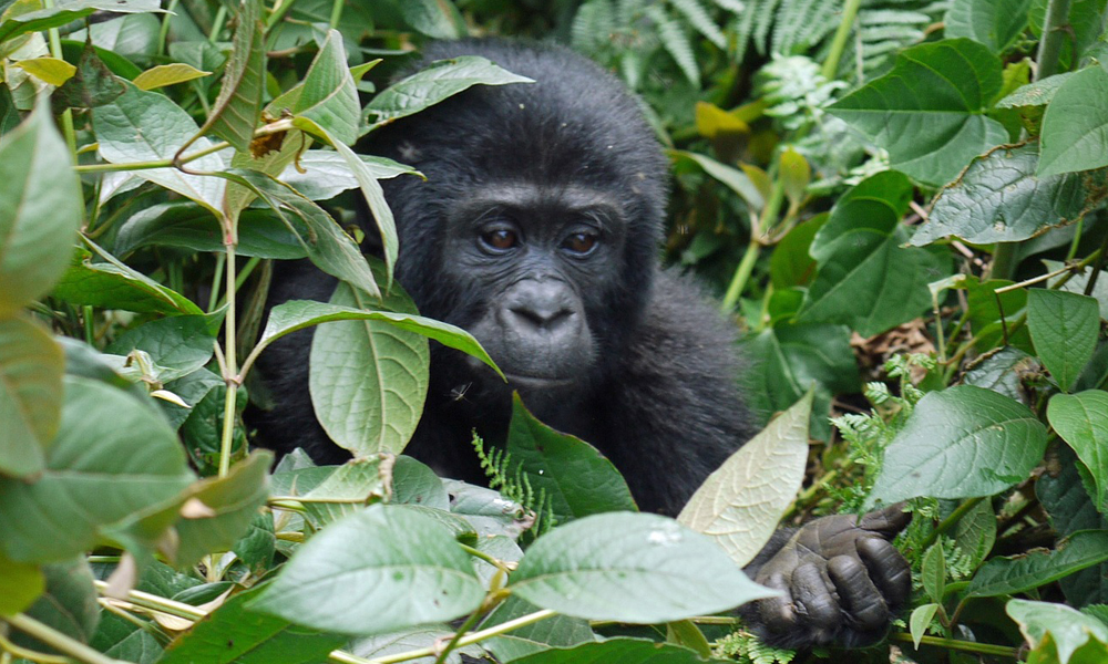 Gorilla Trekking Rules and Regulations