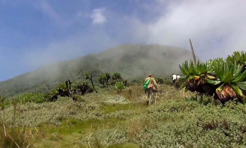 Volcanic Climbing in Mgahinga National Park