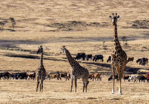 4 Days Wildlife Safari in Kenya