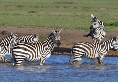 7 Days Adventure Safari Tour in Kenya