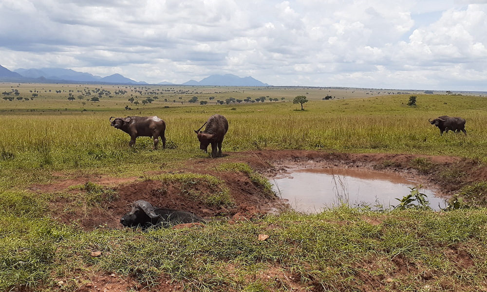 Kidepo Valley National Park