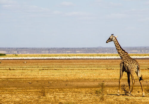 5 Days Serengeti and Lake Manyara National Park Tour