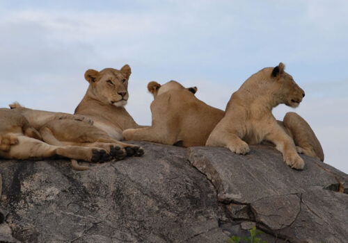 4 Days Serengeti National Park Safari