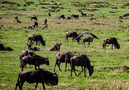 3 Days Masai Mara Kenya Wildlife Safari
