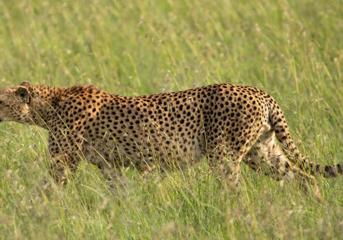 4 Days Kenya Safari to Samburu and Masai Mara