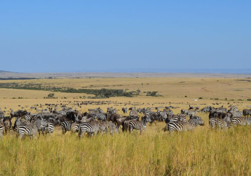 4 Days Masai Mara National Park Safari