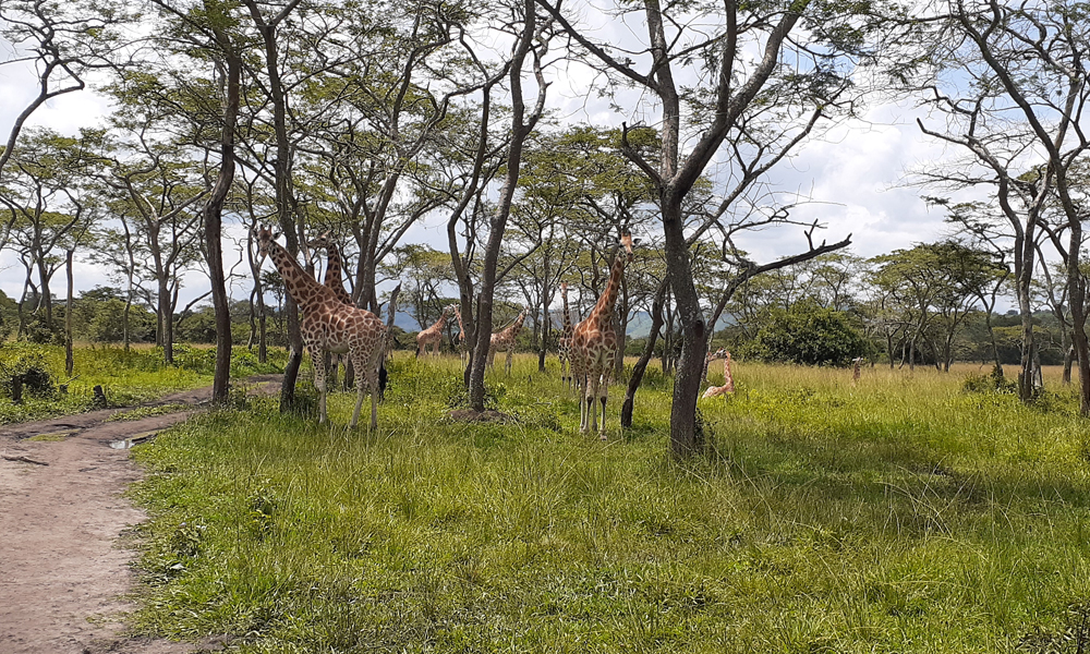 Lake Mburo National Park