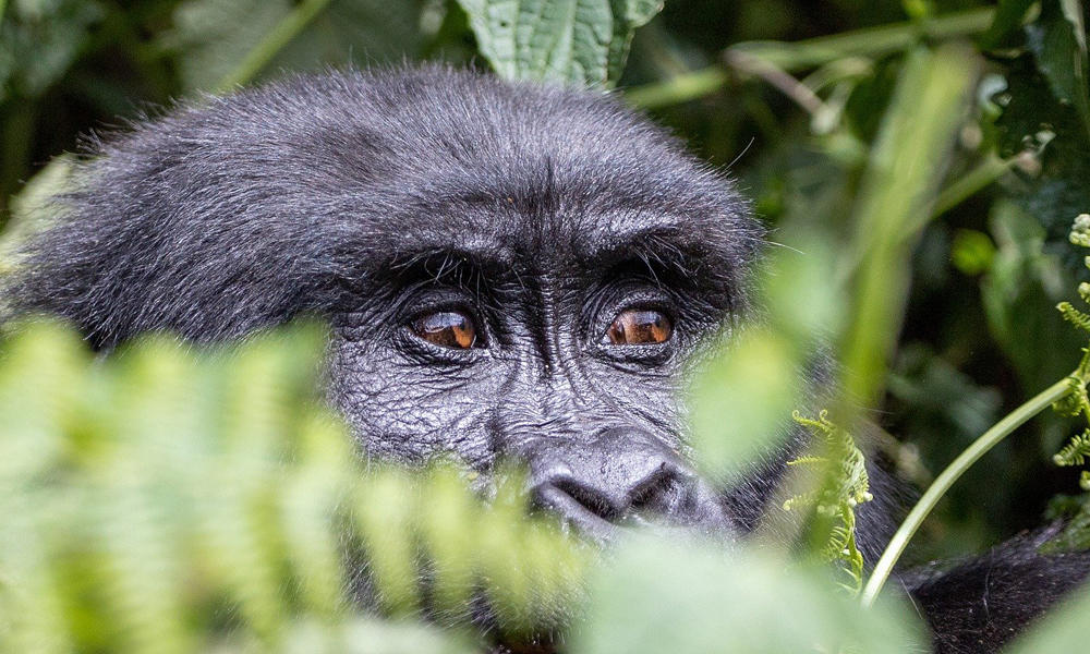 Mgahinga Gorilla National Park