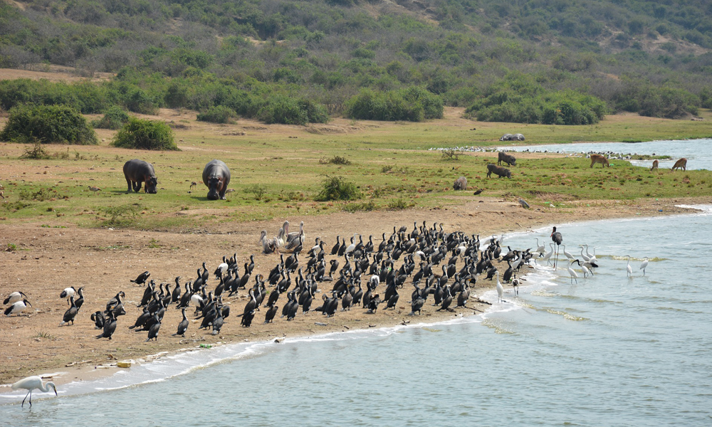 Queen Elizabeth National Park