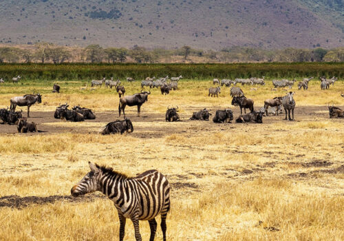 3 Days Safari to Serengeti and Ngorongoro Crater