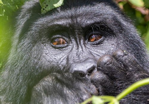 Where to find Mountain Gorillas in Uganda