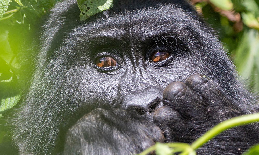 Where to find Mountain Gorillas in Uganda