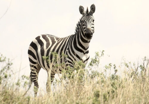 6 Days Best of Tanzania Wildlife Tour