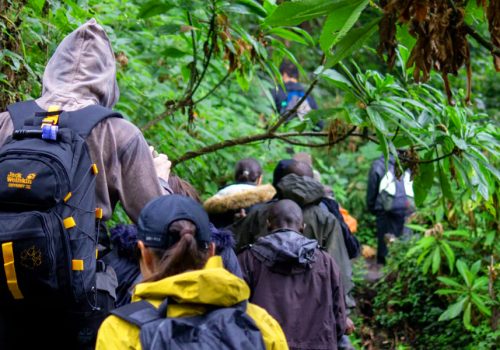 Climbers hiking Mountain Bisoke in Rwanda