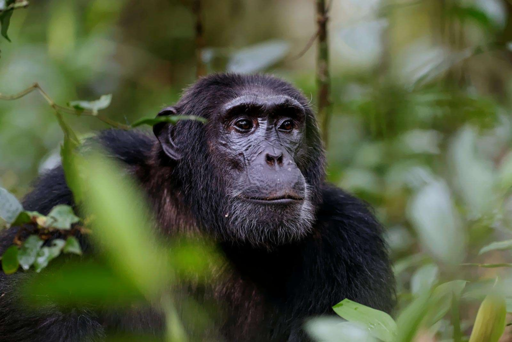Nyungwe National Park Fees 2026