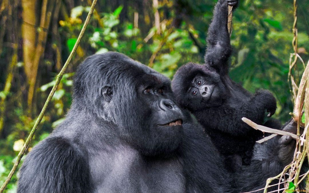 Rwanda Wildlife Safari