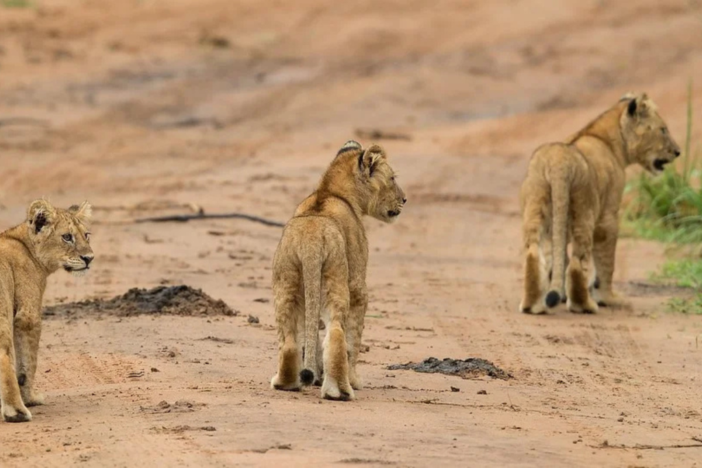 Lion Tracking vs Gorilla Trekking