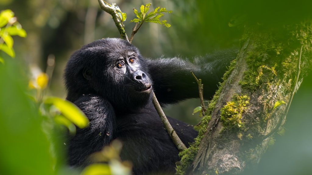 How to Choose the Best African Safari Tours?