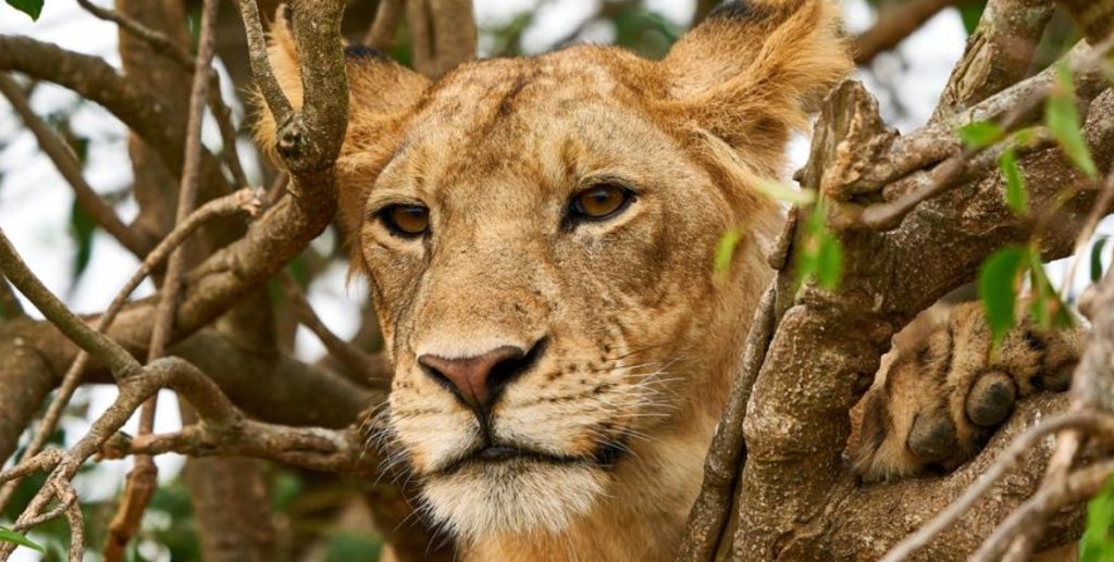 Park Entry Fees for Queen Elizabeth National Park
