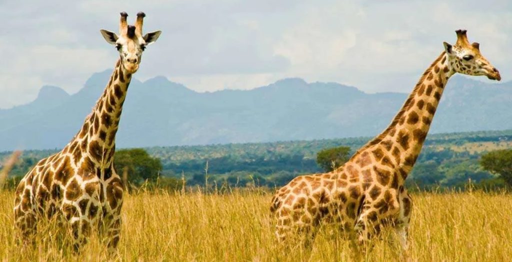 What Makes Kidepo Valley National Park Unique?